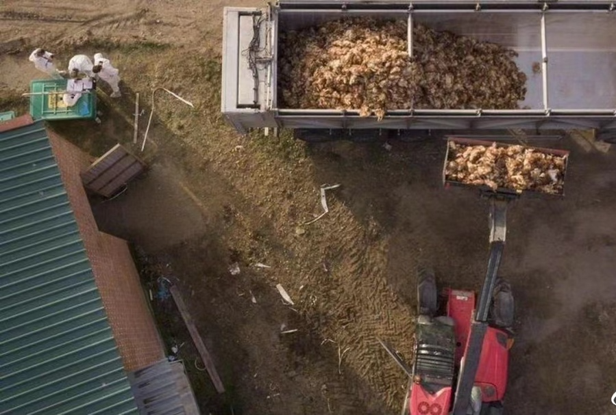 欧洲一个养殖场内,工人扑杀涉疫禽类。新华社发 欧洲一个养殖场内,工人扑杀涉疫禽类。新华社发