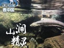 粤北山涧有精灵｜江河奔腾看中国