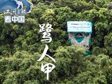 西江河畔“鹭人甲”｜江河奔腾看中国