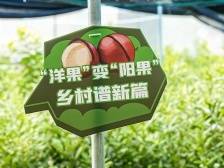 产学研合作，打造阳春坚果产业高质量发展新引擎 | 阳春市夏威夷果产业园系列报道⑮