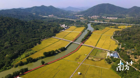 從化絲苗米生產(chǎn)基地