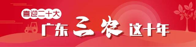 打造良田绘“丰”景，粮食年均产量超1200万吨｜广东三农这十年