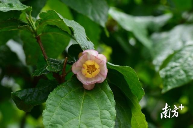 夏腊梅。朱仁斌 摄