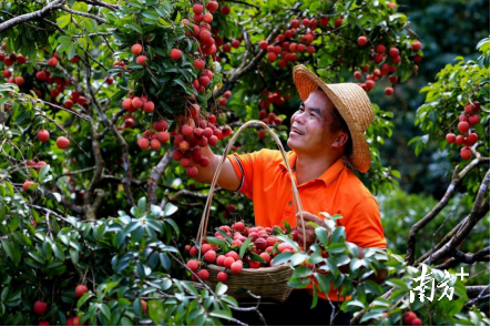 荔枝豐收,，農(nóng)民喜笑顏開