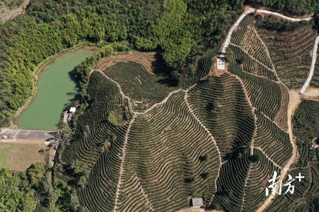 汕尾市双叠石农业发展有限公司茶园。受访者供图