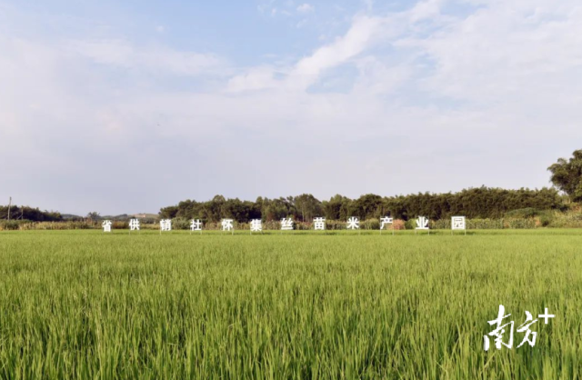 怀集县丝苗米产业园种植示范基地。图片来源怀集发布