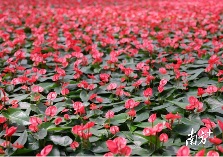 擁有自主知識產(chǎn)權(quán)的花卉品種-小嬌紅掌