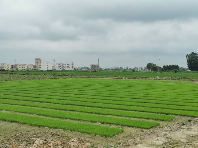 化州市同庆镇山口村撂荒十余年的耕地重焕生机。肖婉琦 摄 化州市同庆镇山口村撂荒十余年的耕地重焕生机。肖婉琦 摄