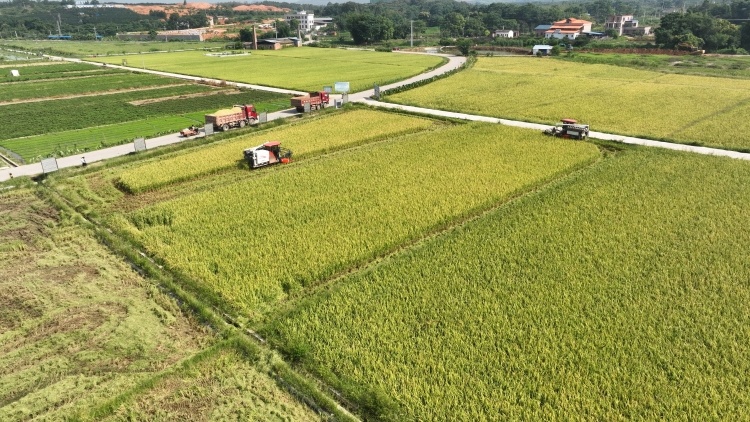 打造良田绘“丰”景，粮食年均产量超1200万吨｜广东三农这十年