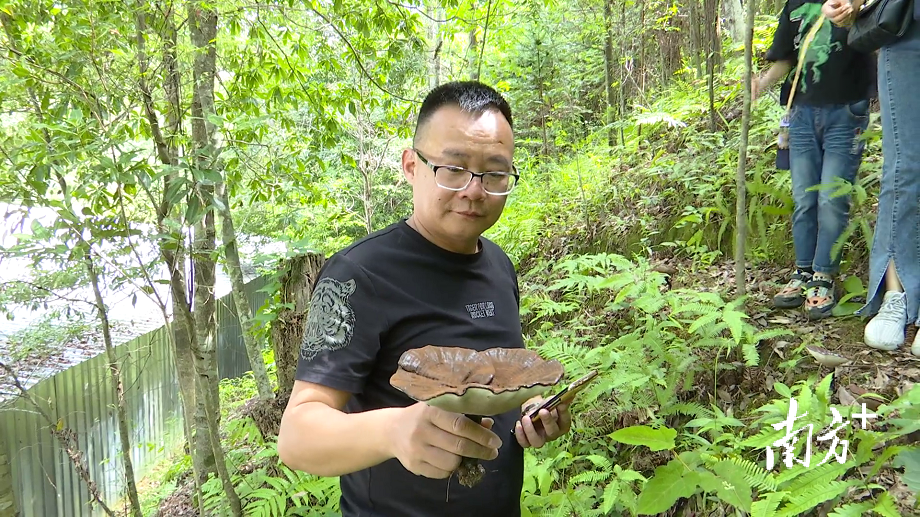 翁源县江尾镇东鹊村长势喜人的灵芝。翁源县融媒体中心供图 翁源县江尾镇东鹊村长势喜人的灵芝。翁源县融媒体中心供图