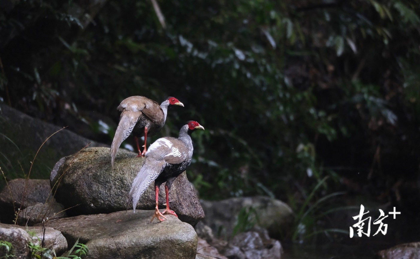 严志明在翁源拍摄的鸟类摄影作品。