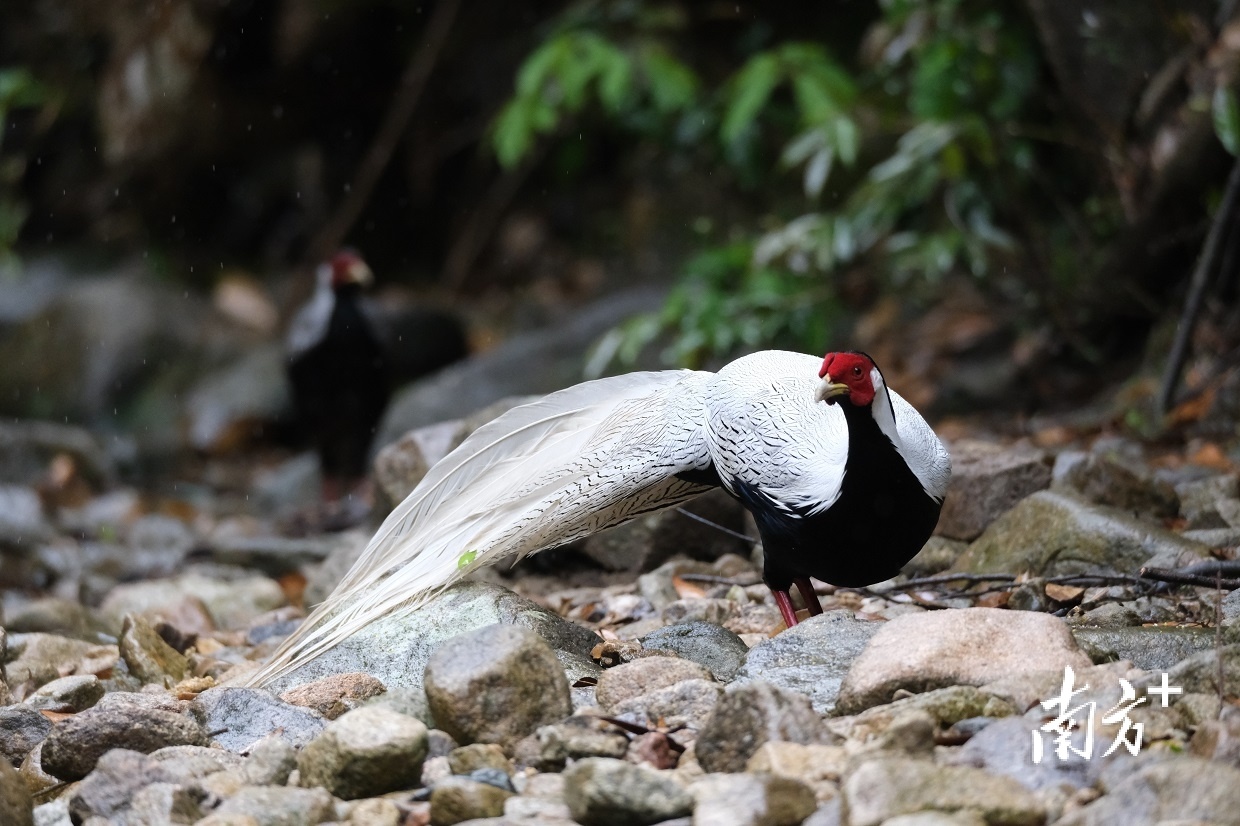 严志明在翁源拍摄的鸟类摄影作品。