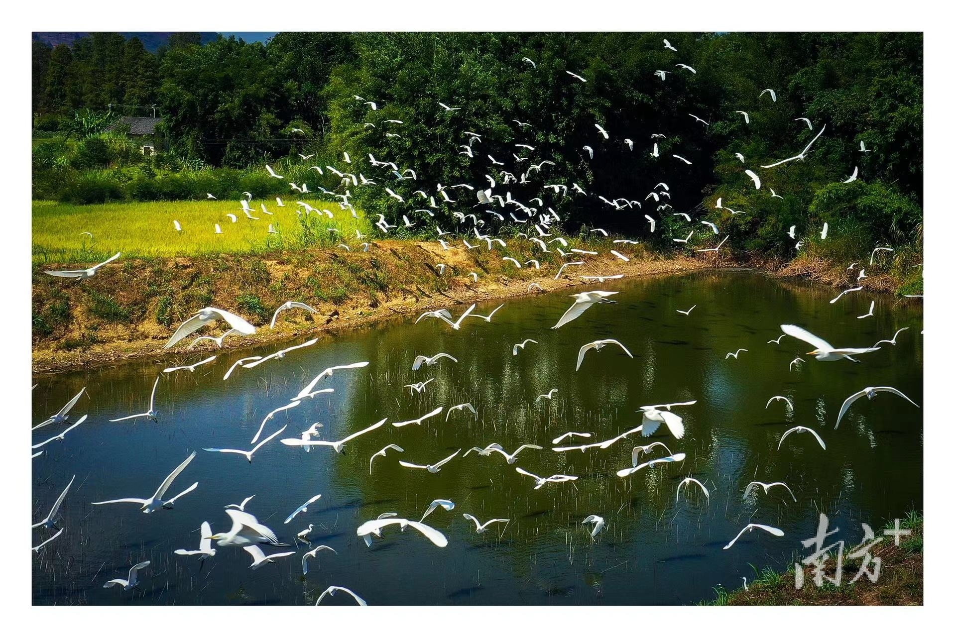 漠漠水田飞白鹭，古诗里的美景在始兴。