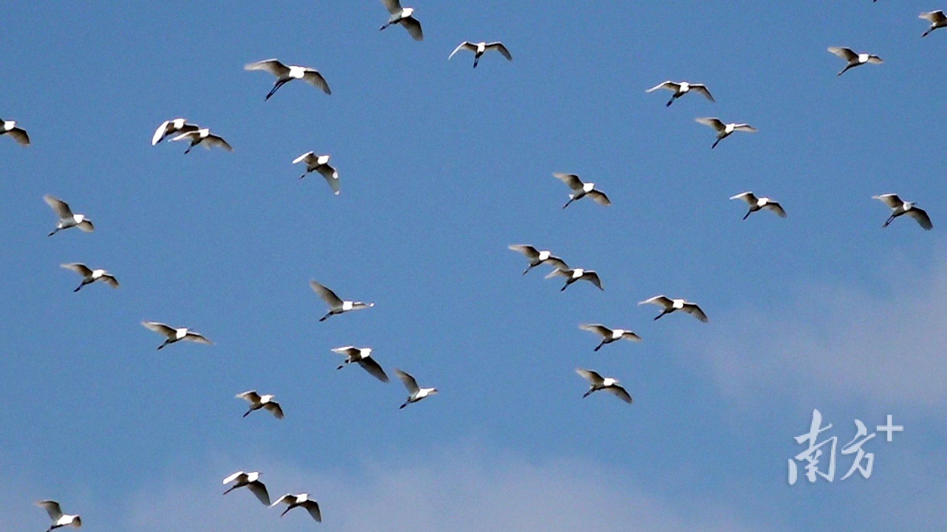 漠漠水田飞白鹭，古诗里的美景在始兴。