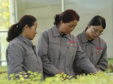 二十大代表风采｜张锦梅：绿色生态发展的践行者