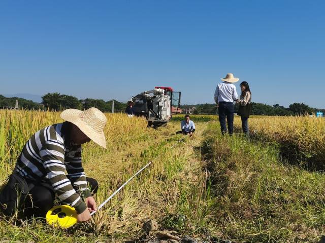 亩产突破450公斤！广东机收再生稻再创新记录