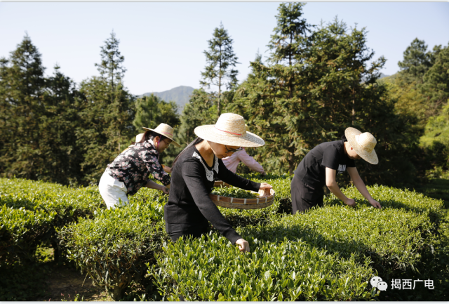 龙山村村民采茶  揭西广电/图