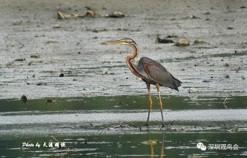 草鹭（国家二级保护动物）
