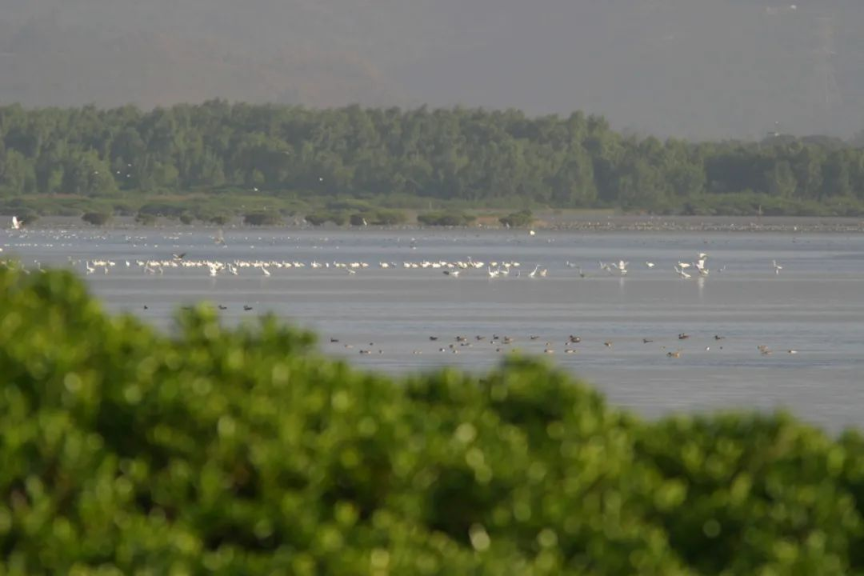 红树林滩涂是鸟类重要的觅食区