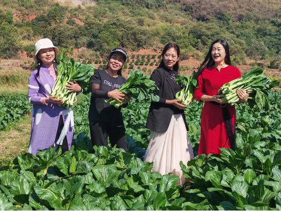 引领产业！广东连州菜心上新品种