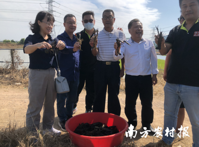 廖森泰一行还前往江门市恒兆鸿泽水产科技有限公司了解了澳龙淡水龙虾（红螯螯虾）种质选育等情况。