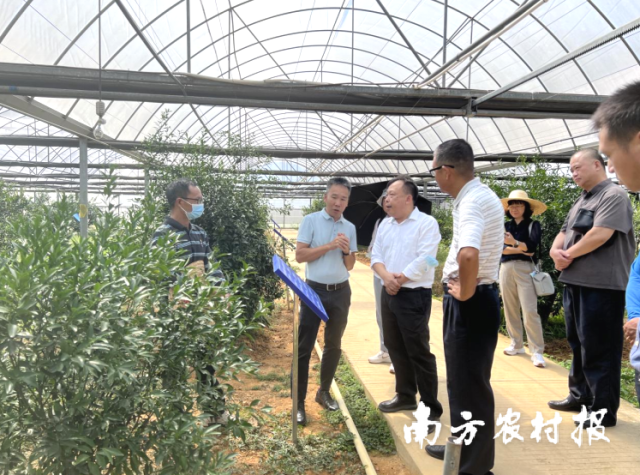 广东省农业科学院党委书记廖森泰一行赴新会区调研。