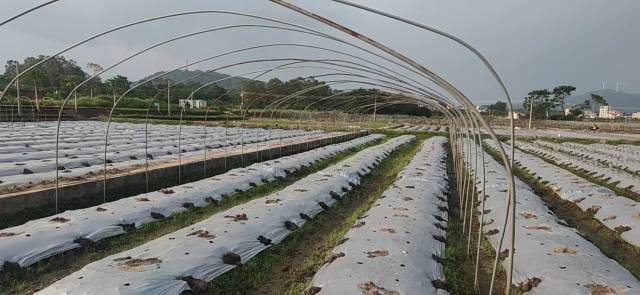 拱架网栽展示区