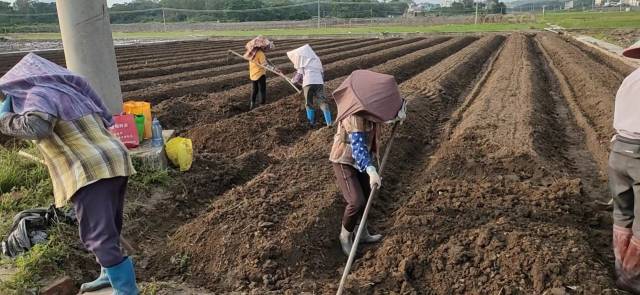 施用有机肥作基肥并起垄