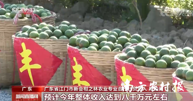 央视聚焦报道新会柑迎丰收,富民兴村。 央视聚焦报道新会柑迎丰收,富民兴村。