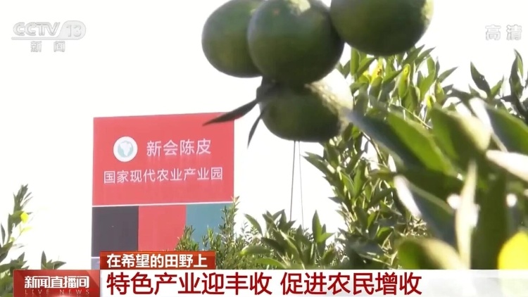 新会柑再上央视成“常客”！一皮一柑“威水史”沉甸甸，值得N刷