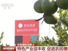 新会柑再上央视成“常客”！一皮一柑“威水史”沉甸甸，值得N刷