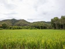 云浮市新兴县簕竹镇：每一块耕地都有了守护者