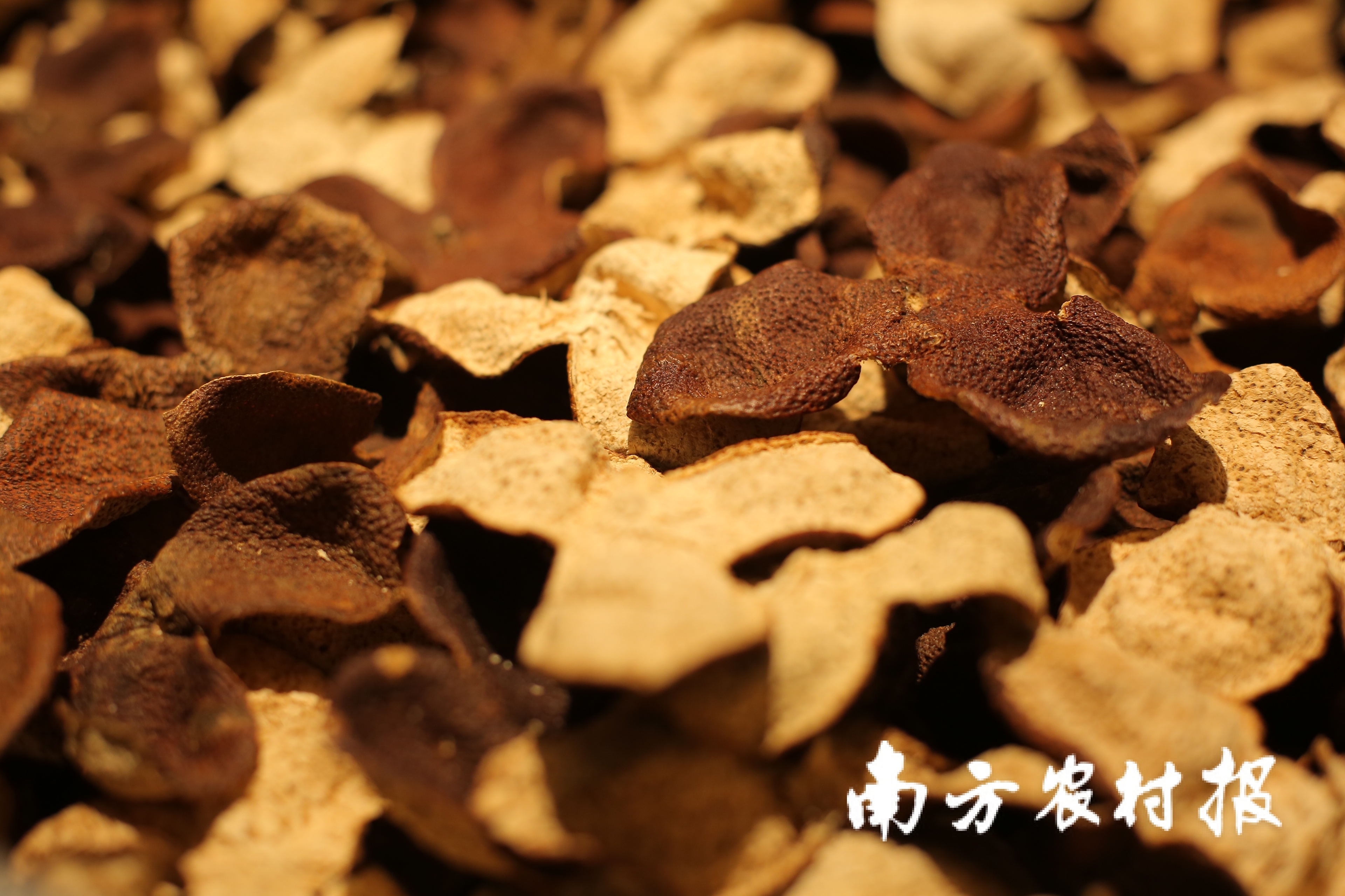 顶流×顶流！继大赞新会小青柑后，董宇辉又狂赞新会陈皮
