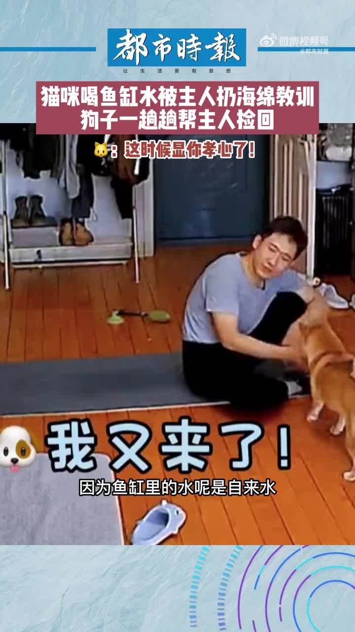 猫咪喝鱼缸水被主人训,狗子一旁帮递“家法”