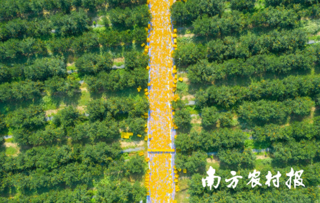 新会陈皮有多好，这些“超级金句”话你知！