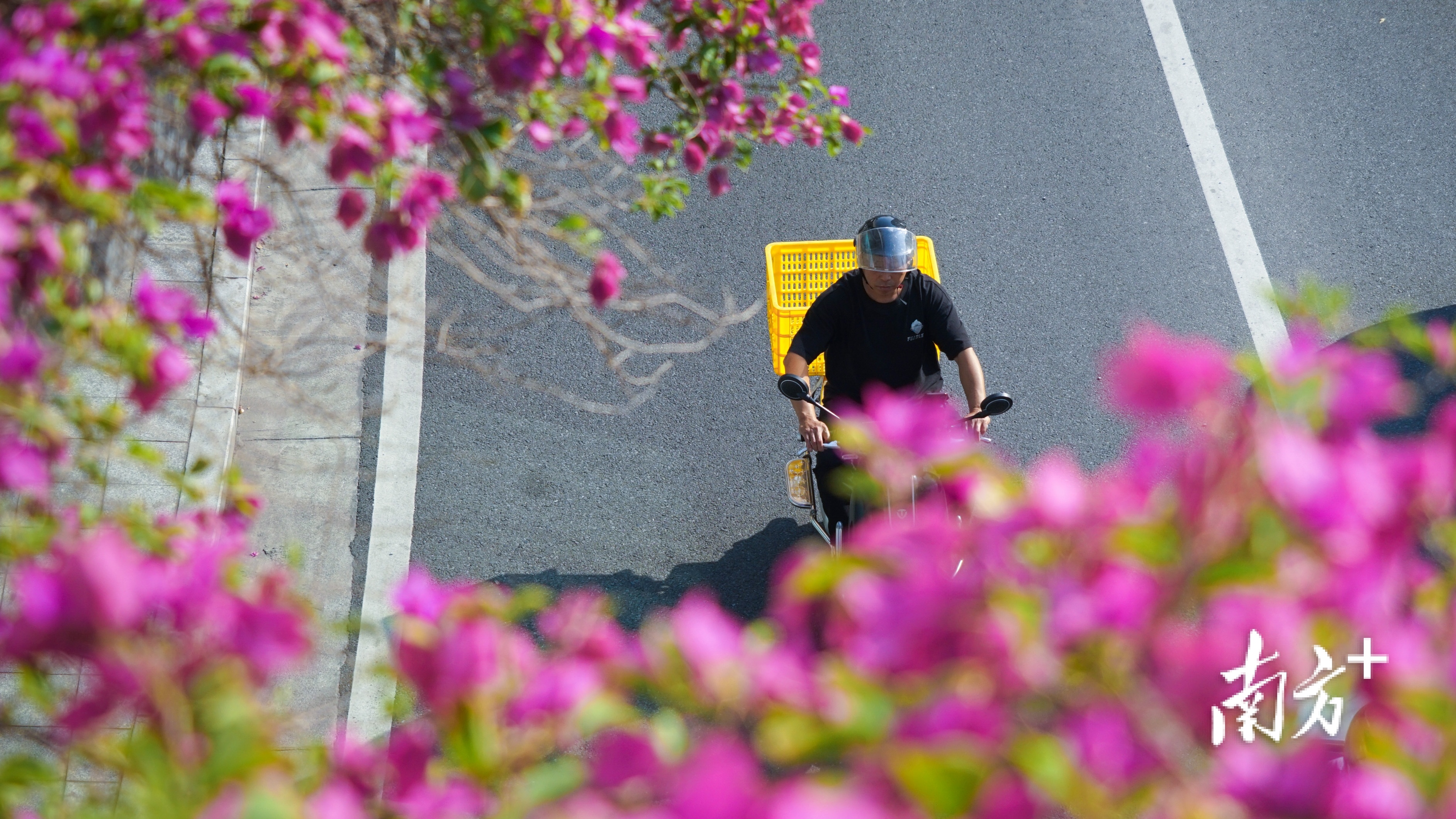 市民骑车路过簕杜鹃“花海”。 南方+ 李姗恒 拍摄