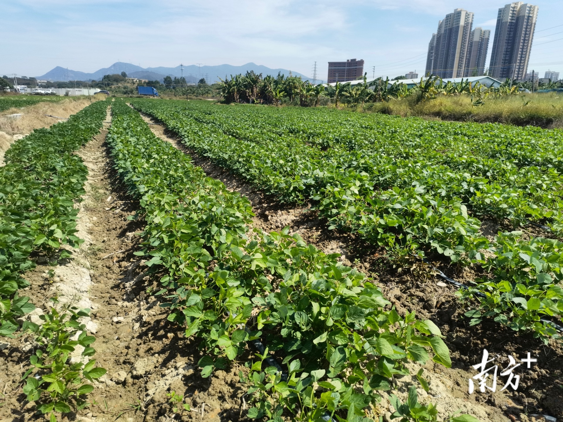 塘厦大豆种植基地。
