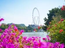 簕杜鹃盛放成花海，这份秋日浪漫别错过