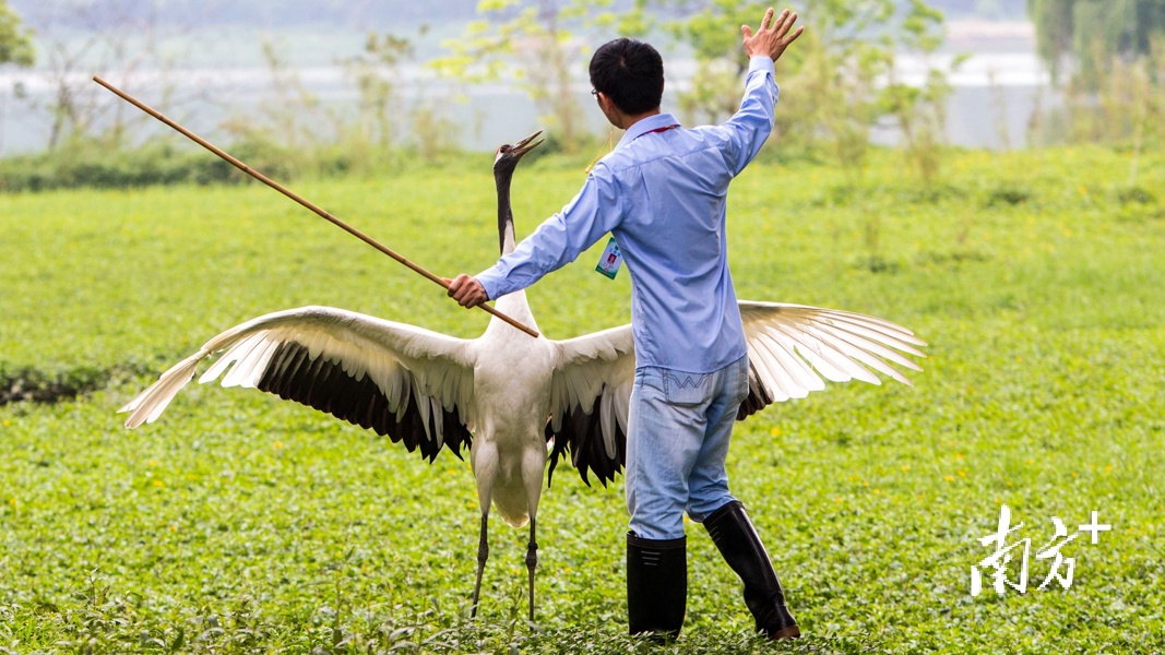 工作人员对丹顶鹤进行放飞训练。受访者供图