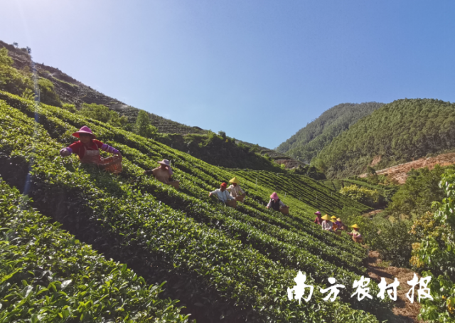 崖门富硒茶产业。