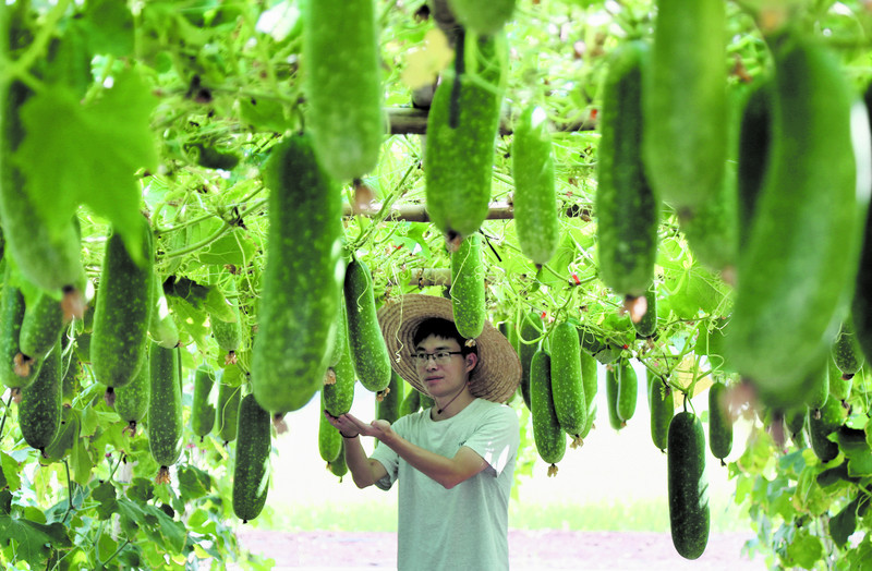 “无妆翡翠”节瓜经过多年试种后，已适合在肇庆广泛种植。