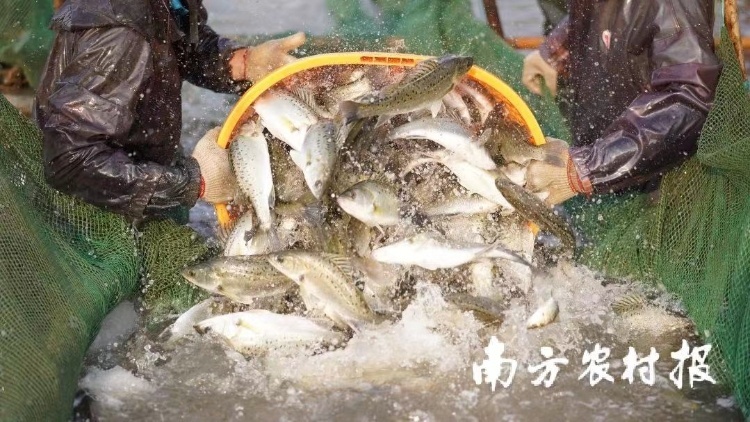 “年年有余”,，“年魚”要登堂入室成為賀年禮一一廣東向全國征集百家“六有”年魚先鋒示范企業(yè)