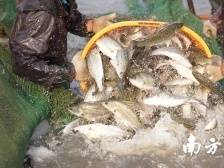 “年年有余”，“年鱼”要登堂入室成为贺年礼一一广东向全国征集百家“六有”年鱼先锋示范企业