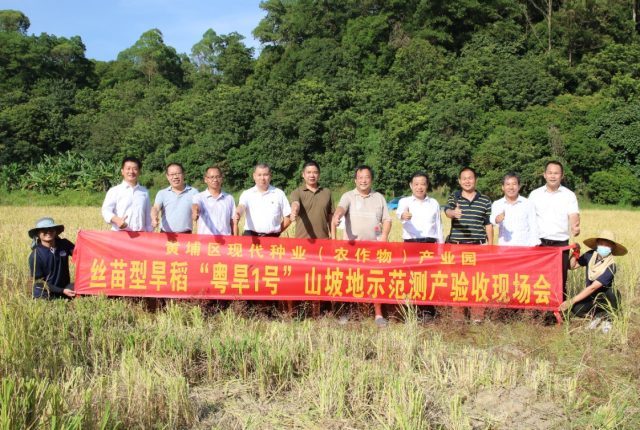 亩产干谷279.8公斤！“粤旱1号”坡地示范种植，较对照种耐旱与耐热性更强