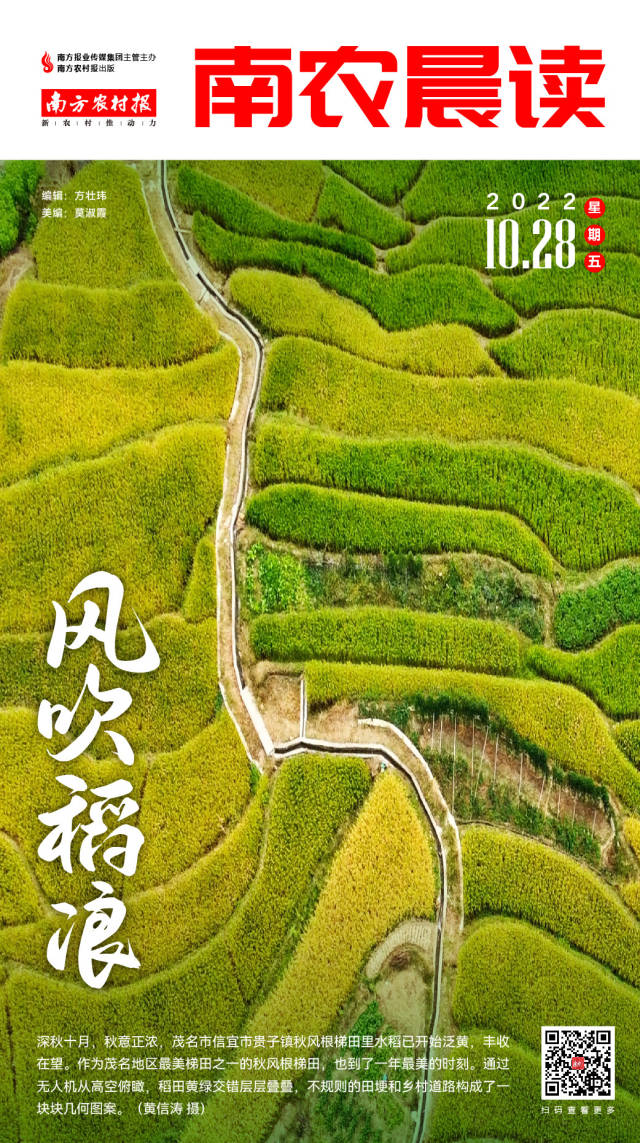 南农晨读｜风吹稻浪