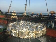 “年鱼”活动爆火！一天上百家企业踊跃报名