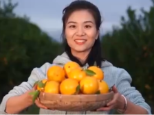 果熟在即！央视喊全球吃德庆贡柑
