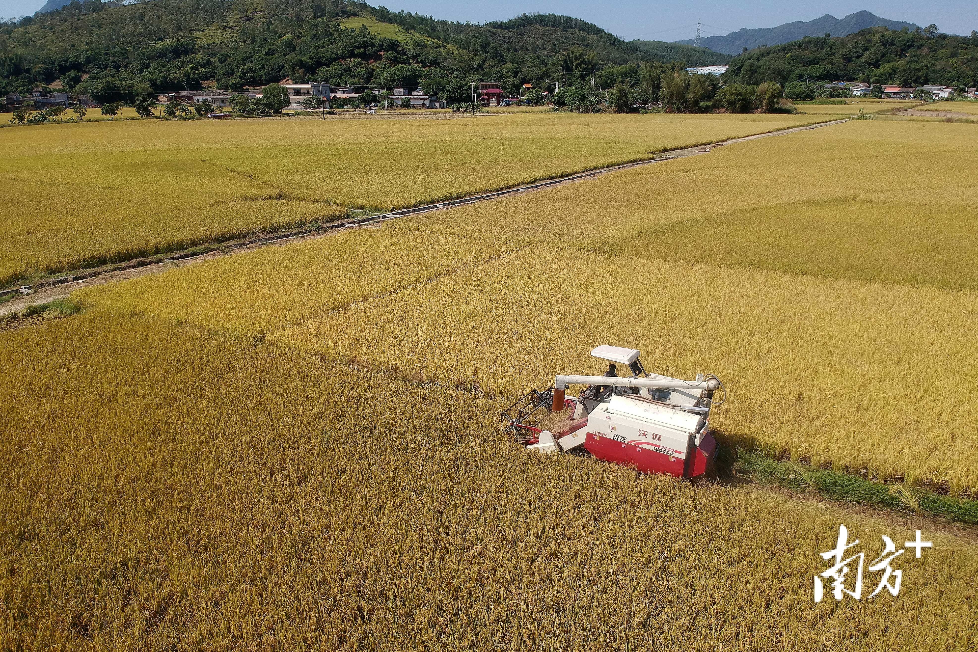 惠声惠色大地染金黄稻田换新装