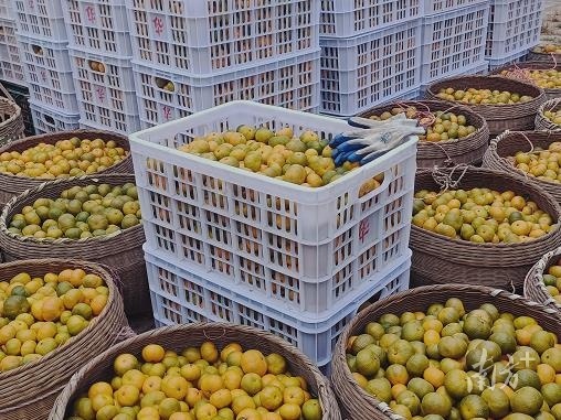 韶关南雄:蜜桔硕果压枝头，果农丰收又增收