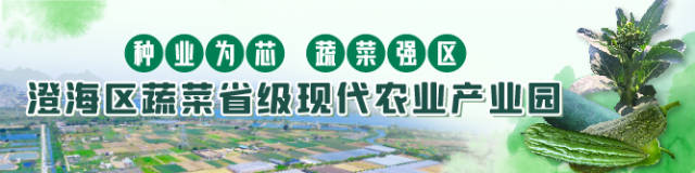 精挑细腌，古法熬制，看澄海橄榄菜制作的传承与创新